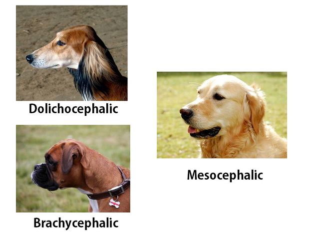 Dog skull clearance types